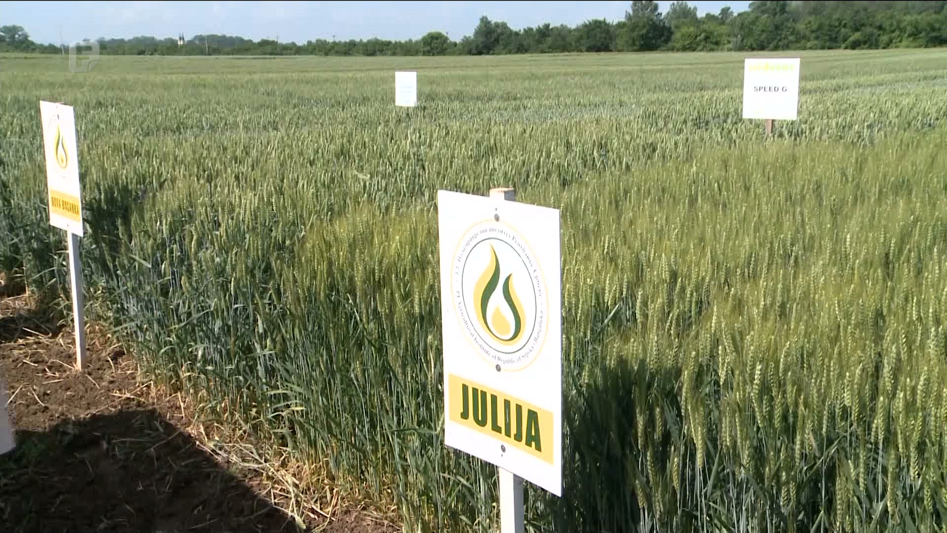 Na više od 10 hektara postavljena su dva makroogleda pšenice, ječma i tritikalea